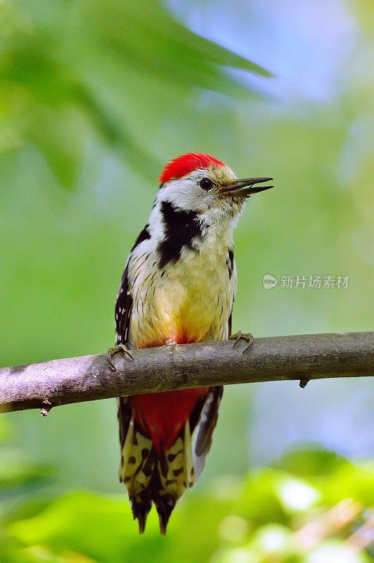 中斑啄木鸟(Dendrocopos medius)